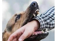 Dog Bite Lawyer Torrington Palm Springs