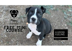 Free Dog Training Course