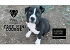 Free Dog Training Course